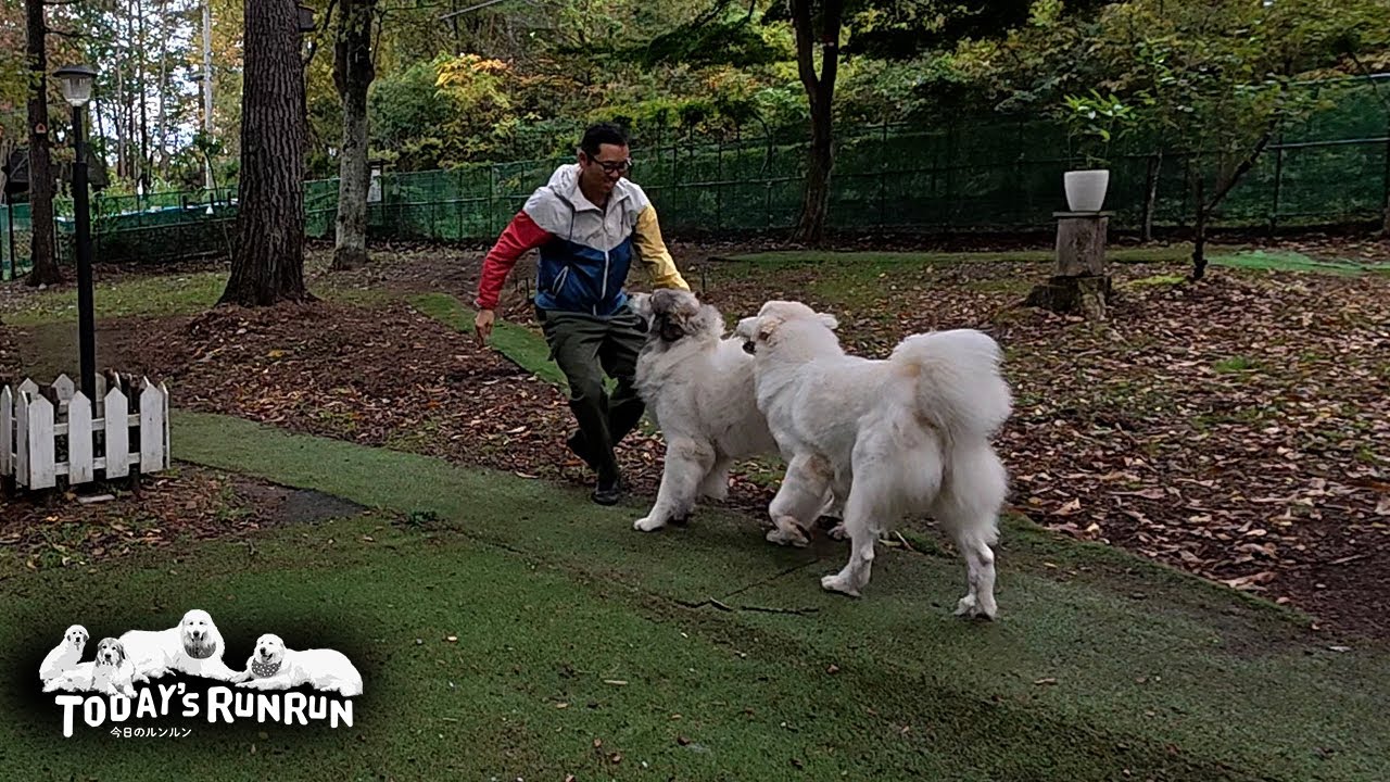 久しぶりに息子（格下）と鬼ごっこを楽しんだベルです Great Pyrenees 