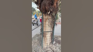 Who Removed Tree Guards in Lucknow | Trees Plants info - Removing tree guards all over  India