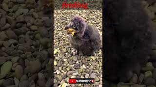 Snowy Owl Eating Chicken