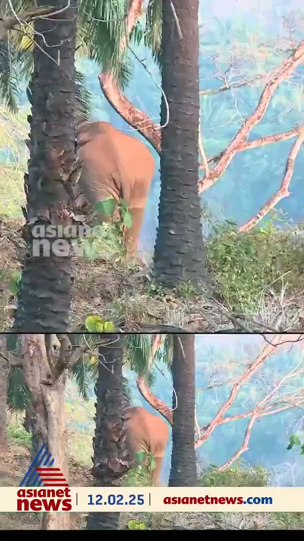 മേയാൻ വിട്ട മട്ടിൽ ചാലക്കുടിയിൽ അലഞ്ഞുതിരിഞ്ഞ് കാട്ടാന