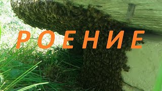 🐝Искусственное роение🍯