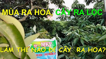 Kỹ thuật chuyển lộc thành hoa của Leo Văn Minh.