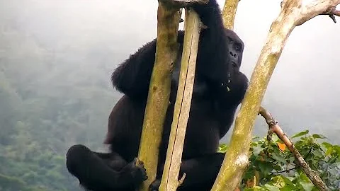 Gorgeous Gorilla in a tree. Explore.org 10 May 2020