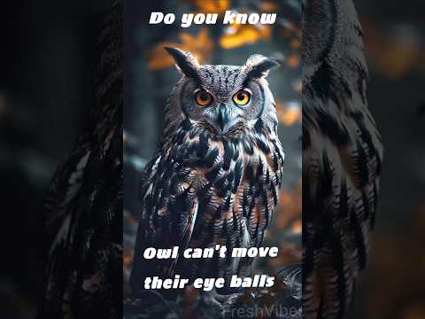 Owls can't move