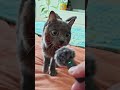 Poor old guy 🙀 👀💕! #animals #cute #oldcat #moving #shorts