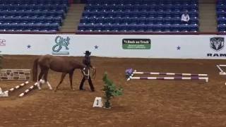 APHA World Show In-Hand Trail Futurity Champion