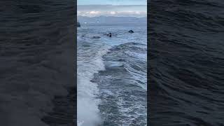 Dolphins Follow a Boat Closely