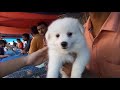 Small Dog Breed Cute German Samoyed & Spitz For Adoption At Galiff Street