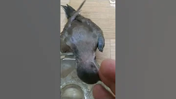 صغير اليمام احرص على تقديم الماء بعد تناول وجبته 
