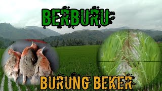 Blusukan di sawah | Berburu Burung Beker .