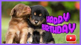 Playful Birthday Puppies - Happy Birthday 🐶🎂