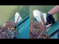 Shark Rescued From Crab Trap Net