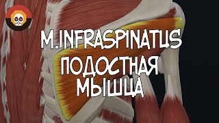Подостная мышца (m.infraspinatus) 3D Анатомия