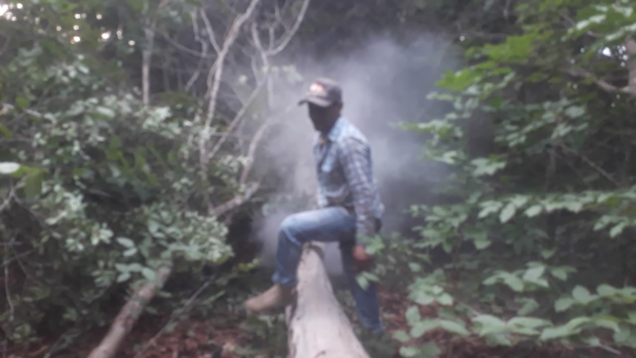 tirando mel da florada de sipaúba eu e meu amigo Evangelista