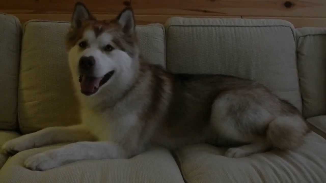 rescue dogs rock nyc ADOPTED! ~ Our foster Malamute, "RD" has a wild case of the zoomies