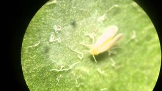 Bemisia Tabaci Adult And Beauveria Biana Gha Hyphae