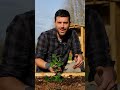 come distanziare le #piante di #fragola nell'#orto #ortorialzato #mattthefarmer #fragolerifiorenti