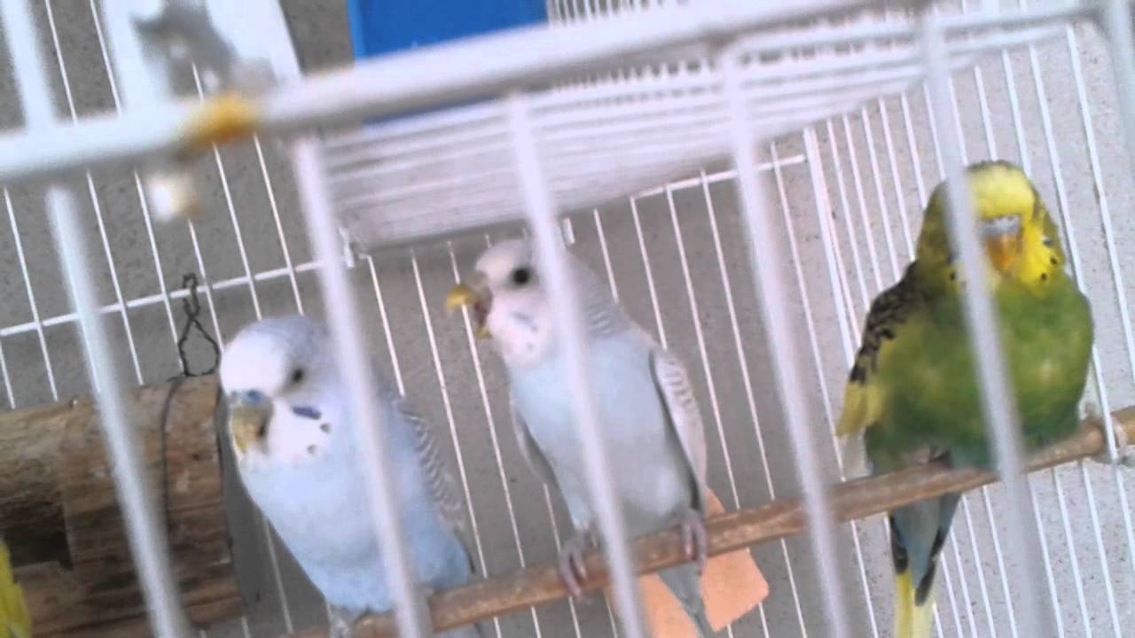 Como Saber Si Mi Perico Es Hembra O Macho