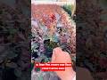 30 টাকা পিস গোলাপ চারা কিনে গোলাপ বাগান করুন #rose #facts #gardening #shorts