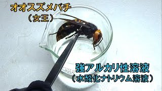 オオスズメバチを強アルカリ性溶液に入れたらどうなるの？