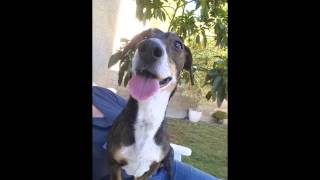 Dachshund Rescue Of Los Angeles