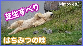 ホッキョクグマ　リラの芝生すべりとハチミツの味　あぐらをかいて飼育員さんを待ちます