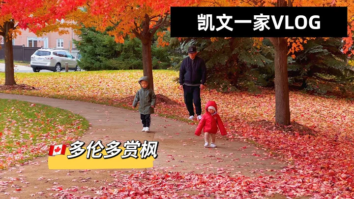 【VLOG#41】多伦多生活｜加拿大枫叶国最美的秋天｜震撼心灵的赏枫之旅｜凯琳一岁疫苗｜加拿大的枫叶红了 - 天天要闻