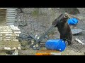 Демонтаж избушки в лучших традициях медведя Мансура ❤️😁🐻