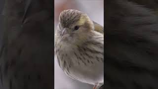 Пение птиц, чиж #nashvi #пениептиц #чиж #birds