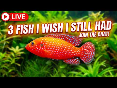 [LIVE]  I Wish I Still Had These 3 Fish + a Giveaway and a Fish Q&A !