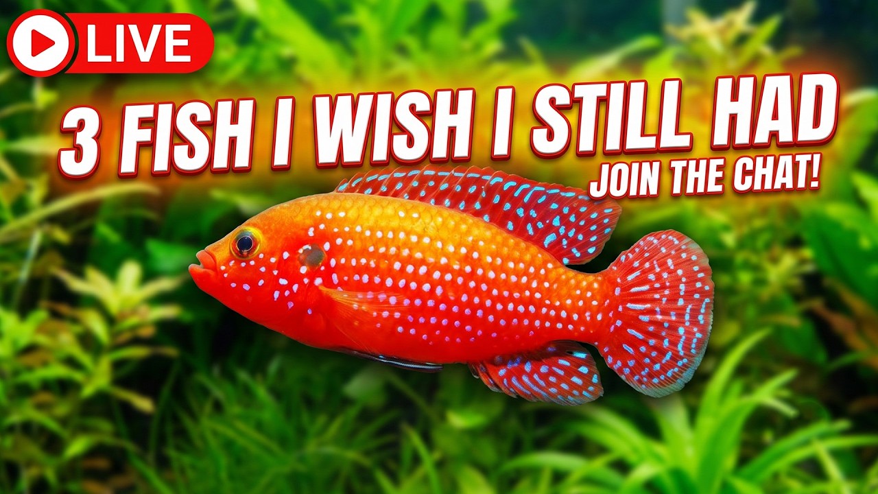 [LIVE]  I Wish I Still Had These 3 Fish + a Giveaway and a Fish Q&A !