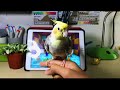 Minecraft Parrot Dancing