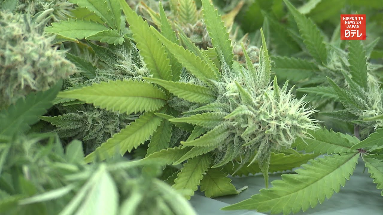 Japan's cannabis related arrests hit record high in 2019