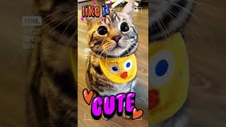 Cute Cat Stressed? Watch Me