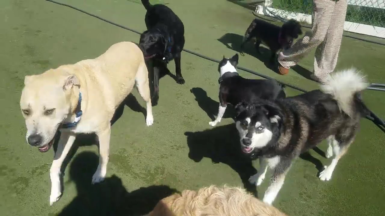 Playtime at Dogs On The Farm & Cats Too!