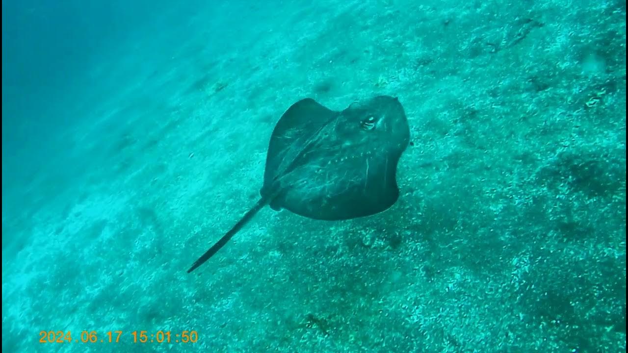 ヒラタエイの遊泳 YouTube