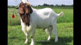 Bore Goat Farming 2017