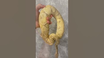 #reptiles #terrarium #exotic #snake #python #babysnakes #королевскийпитон #ballpython #shorts