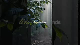 Why Rain Smells So Good