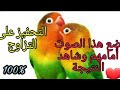 تحفيز طيور الفيشر على التزاوج %100