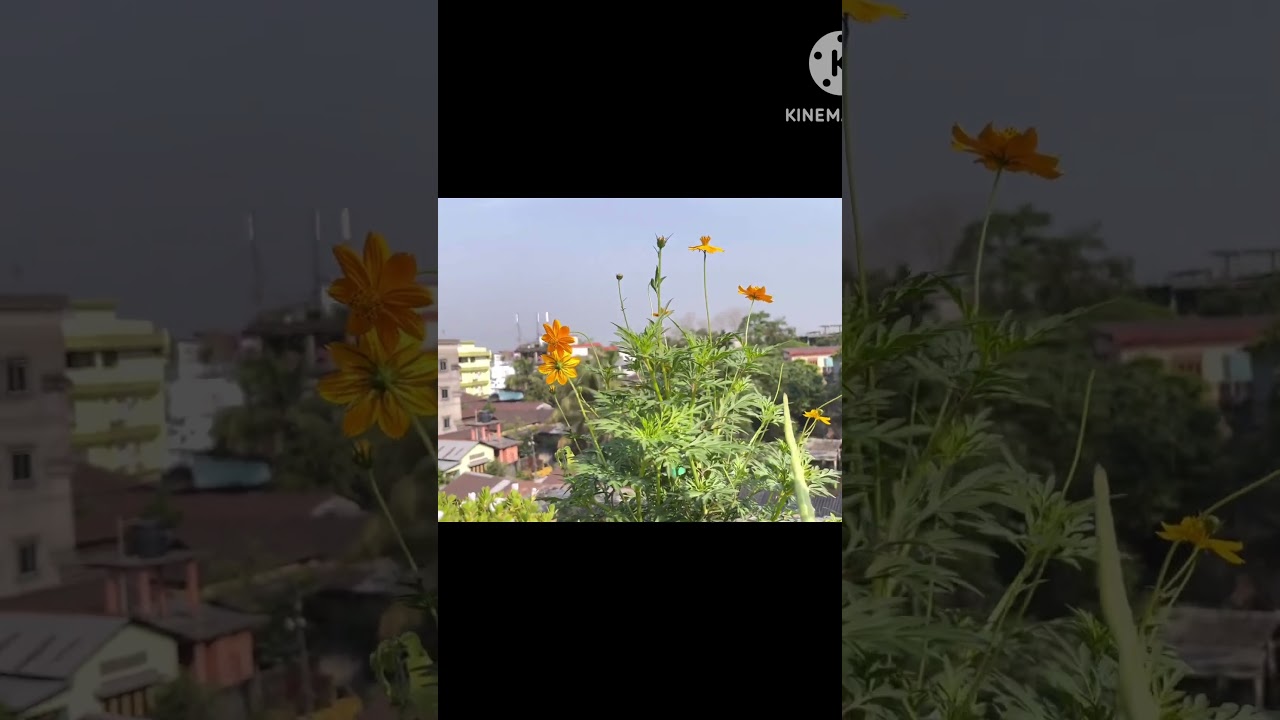 Cosmos flowers blooming in my rooftop #flowers #cosmos #love_nature #shorts #ytshort 🌼🪴