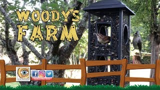 Farm Life - Perky Pet Fly Through Wild Bird Feeder