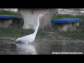 Garza Blanca Grande ( Ardea alba)