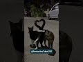 بهترین آهنگ انگلیسی    ممنون که سابسکرایب میکنید    