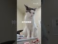 對搗蛋貓咪搗蛋會生氣嗎？#寵物 #cat #貓咪 #貓咪日常