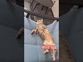 爛瞓的猫