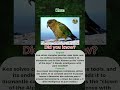 Kea parrot, the most playful birds on Earth