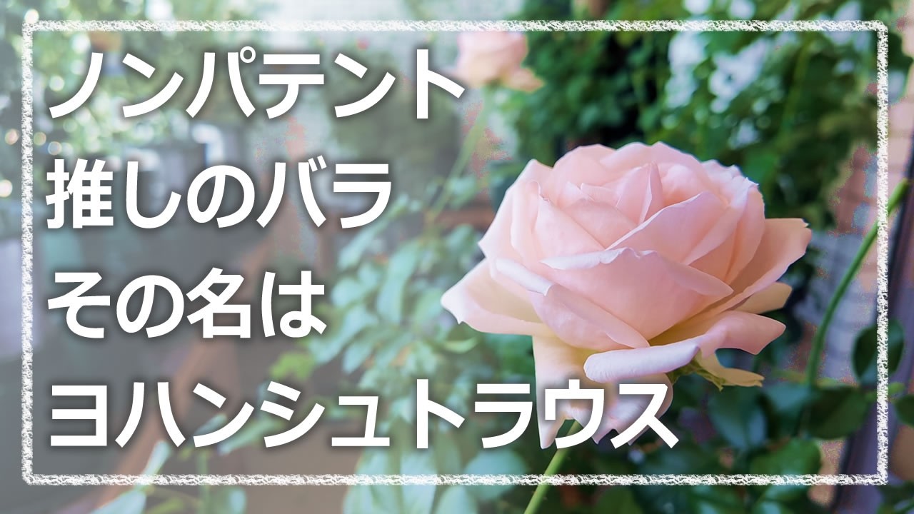 Introducing my favorite non-patented rose: Johann Strauss - YouTube