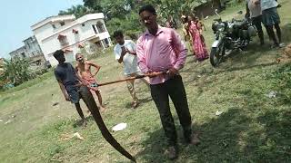 বিশাল বিষোধর রাসেল ভাইপার চোনদোবোড়া সাপ উদ্ধার বনদোপতোর ঘাটাল পোশচিম মেদিনিপুর দাসপুর  অনচোলের সামন