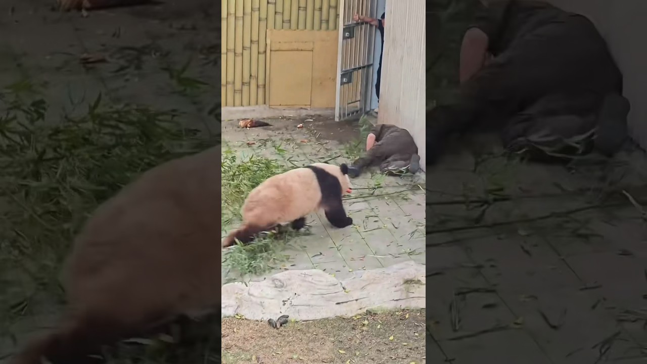 Panda Attacks Zoo Keeper!
